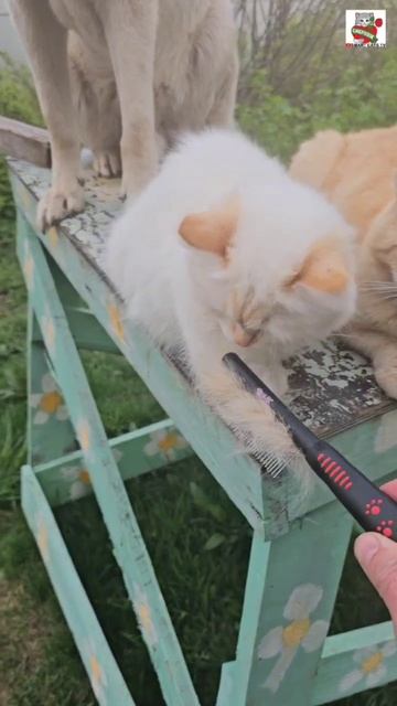 Ребята привели Баксика в салон красоты 🪞🐶✂️😻❤️