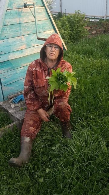 Сныть съедобный сорняк.