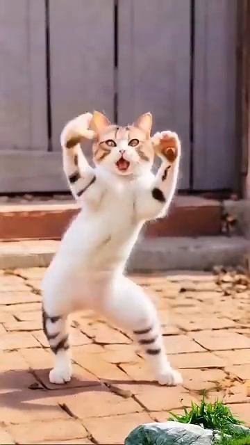 funny cats #funny #cute #cats #pets #kitten #viralvideo