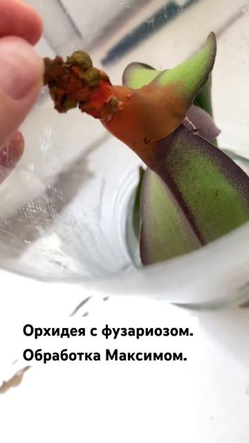 Орхидея с фузариозом осталась без корней. #орхидеи #ре?