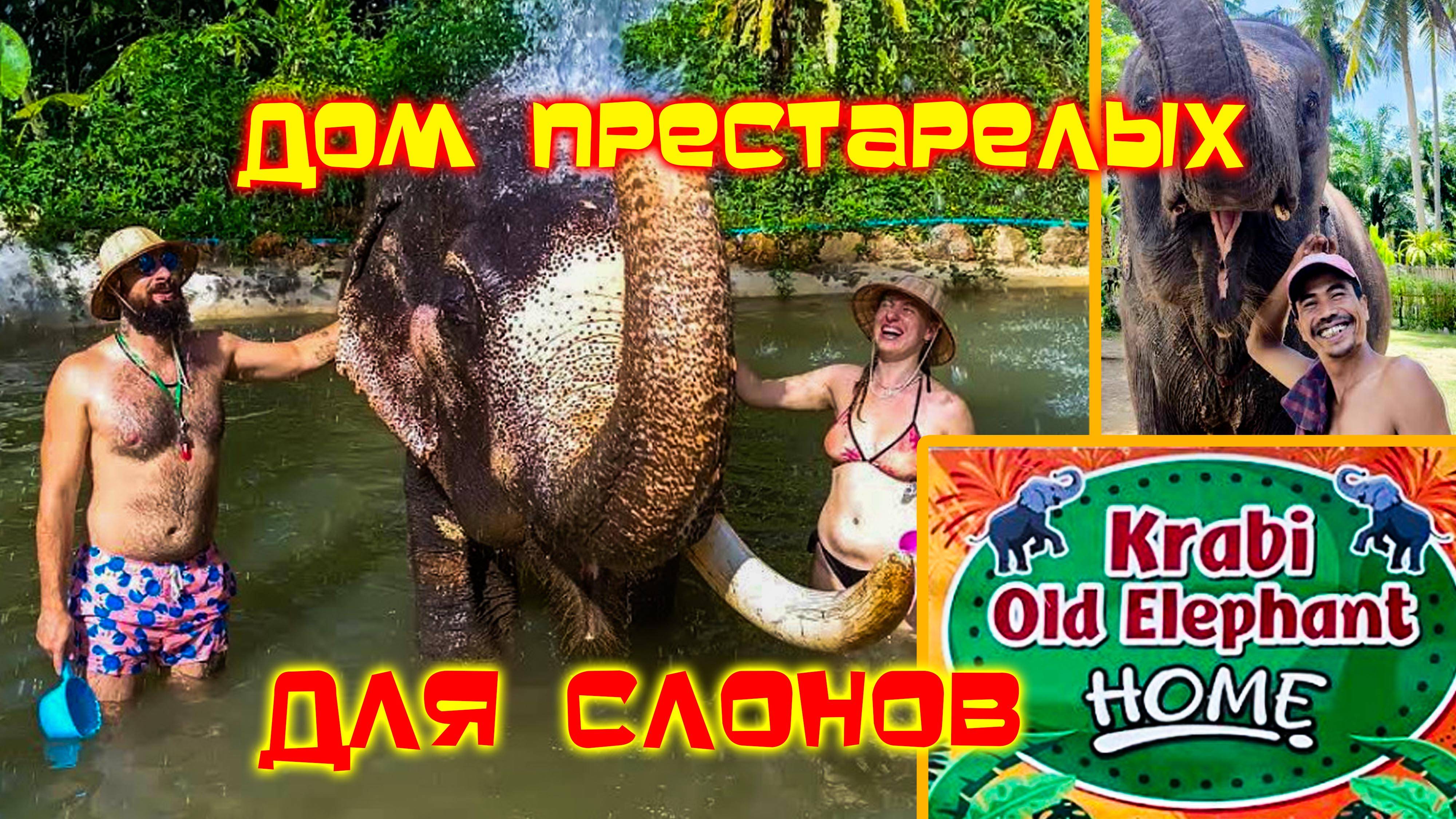 В ШОКЕ от такой встречи / СЛОНЫ на ПЕНСИИ