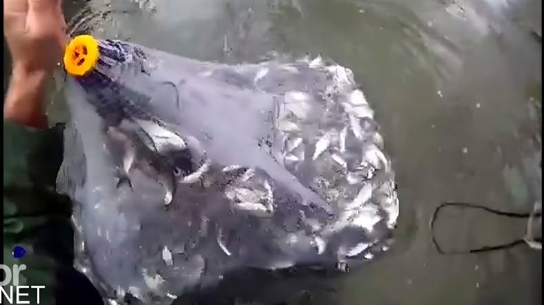Рыбалка на кастинговую сеть! Рыбалка на мелкой глубине! Рыбалка в луже и на мелкой реке!