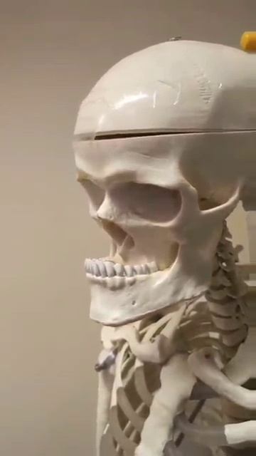 скилет сигма 💀🗿 #shorts