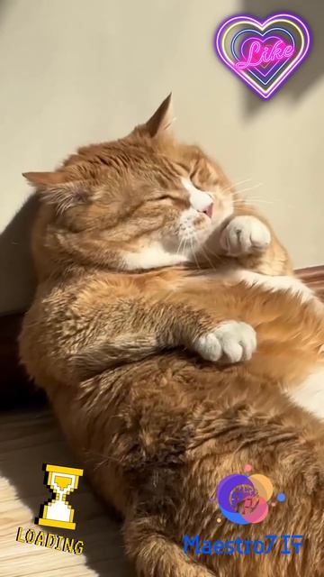 💡 Котик принимает солнечные ванны