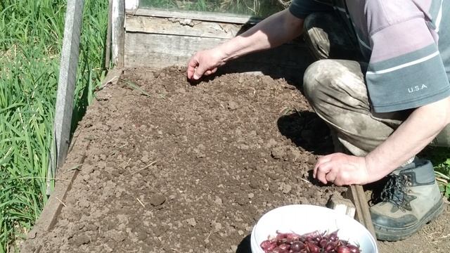 Как посадить лук-севок