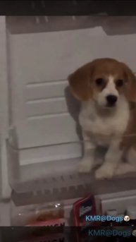 Сытная будка🏠😋😂 ( видео про щенков )