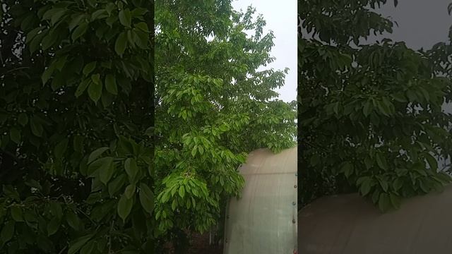 Как спасти (сохранить)  черешню от птиц