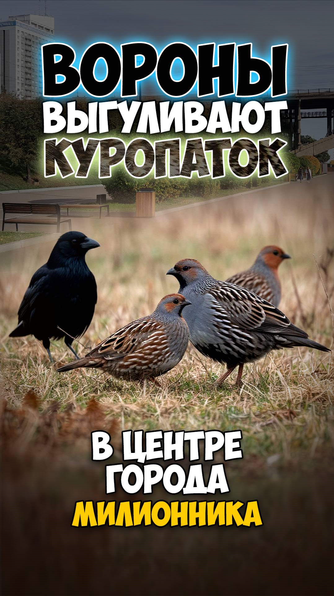 Вороны выгуливают куропаток в центре города-миллионника 😀.