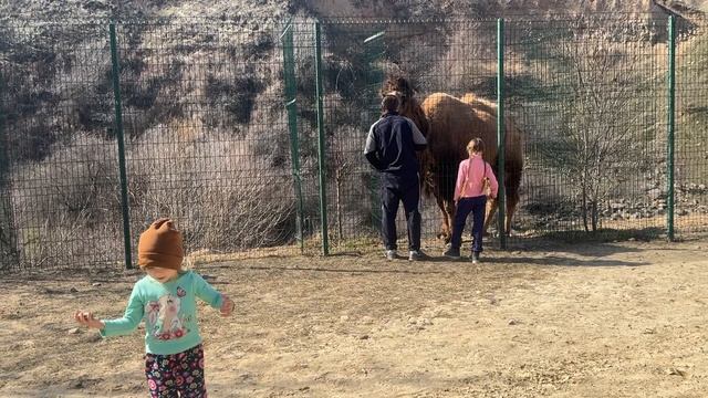 В горах у верблюда