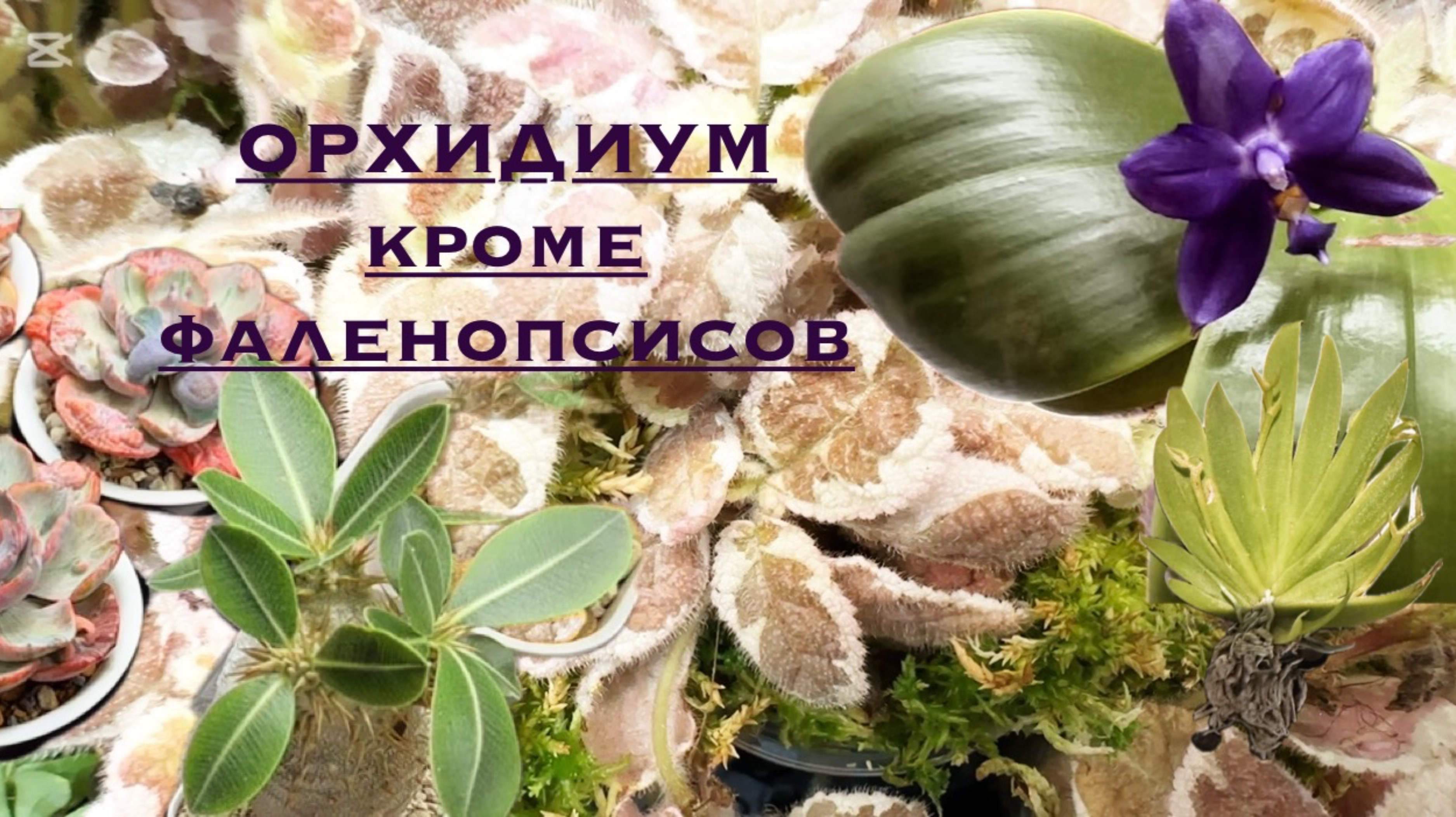 Орхидиум, май 2025. Не фаленопсисами едиными