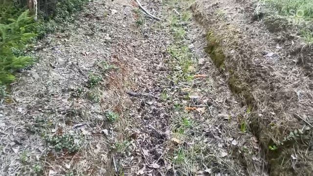 звуки леса как хорошо в лесу