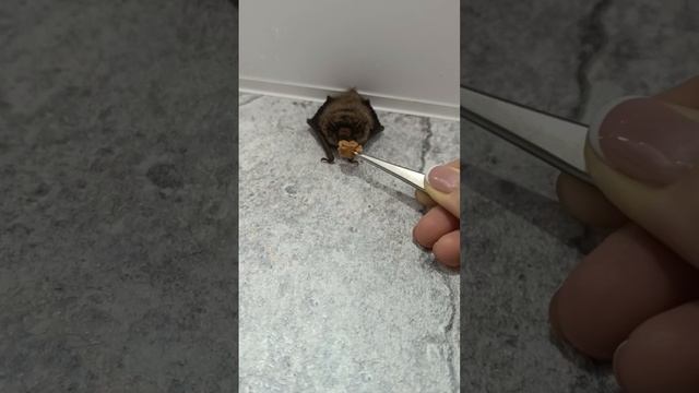 у нас в доме летучая мышь