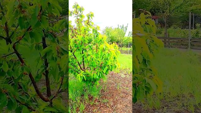 Таврово-5 земельный участок