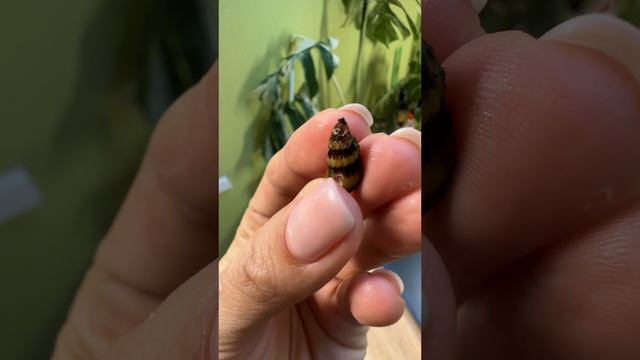 Неприятности с аквариумом