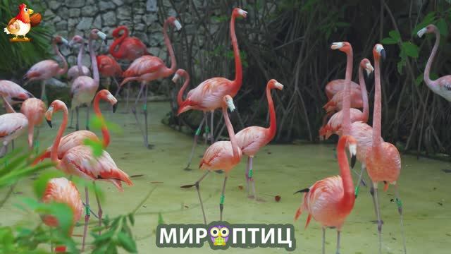 Мир птиц – красота и грация пернатых созданий Природы 🦩🦚🦜 Выпуск (133) 🦉🐦🐤