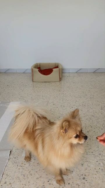 Штучки для чистки зубов) #шпиц#померанец#dogs#animals#
