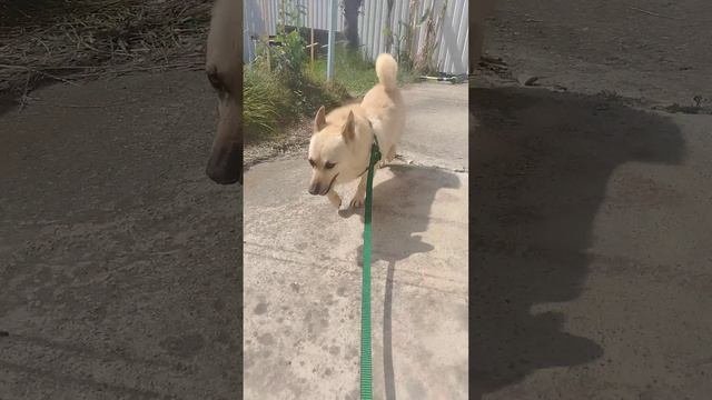 Метиска вельш корги Зайка ищет дом в дар в добрые руки❤️