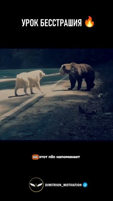 Урок бесстрашия от простой собаки #мотивация