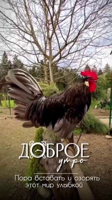 Доброе утро.