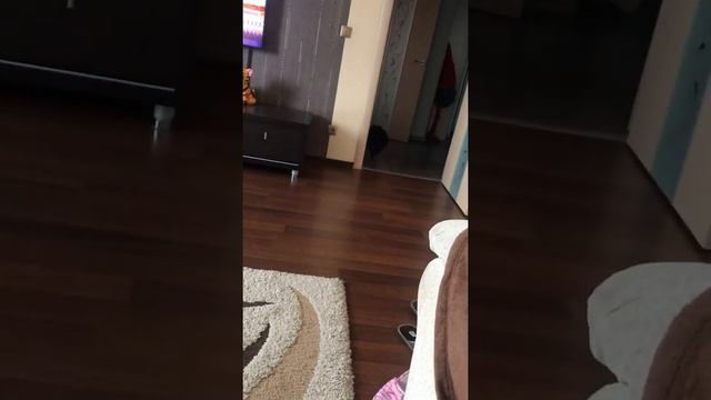 Шпиц Бумер бегает за мячиком
