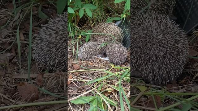 Ежики пожаловали в гости и съели у кота обед.