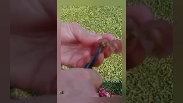 @Любимий виноград в Полтаві. Короткий огляд. Ч.4