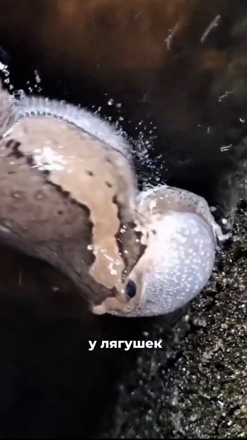 😵Жуткие ЗВУКИ на улицах Таиланда!