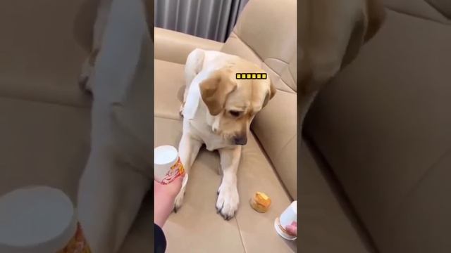 Фокус для собаки Подборка