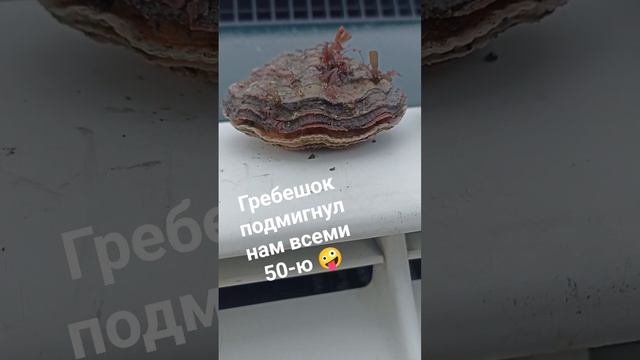 Гребешок подмигнул нам всеми своими глазами. Всеми 50-ю.