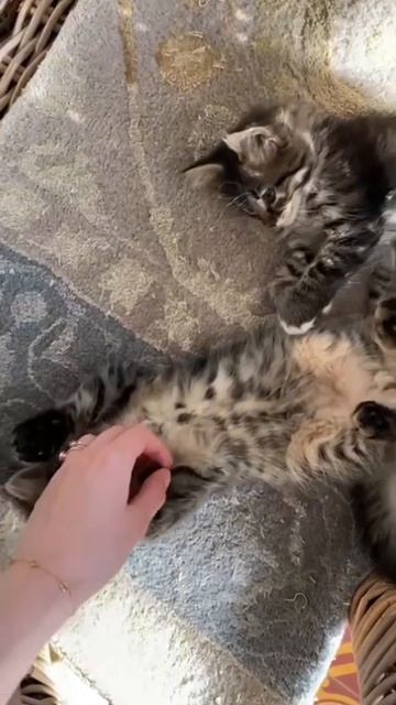 мурчащие котики