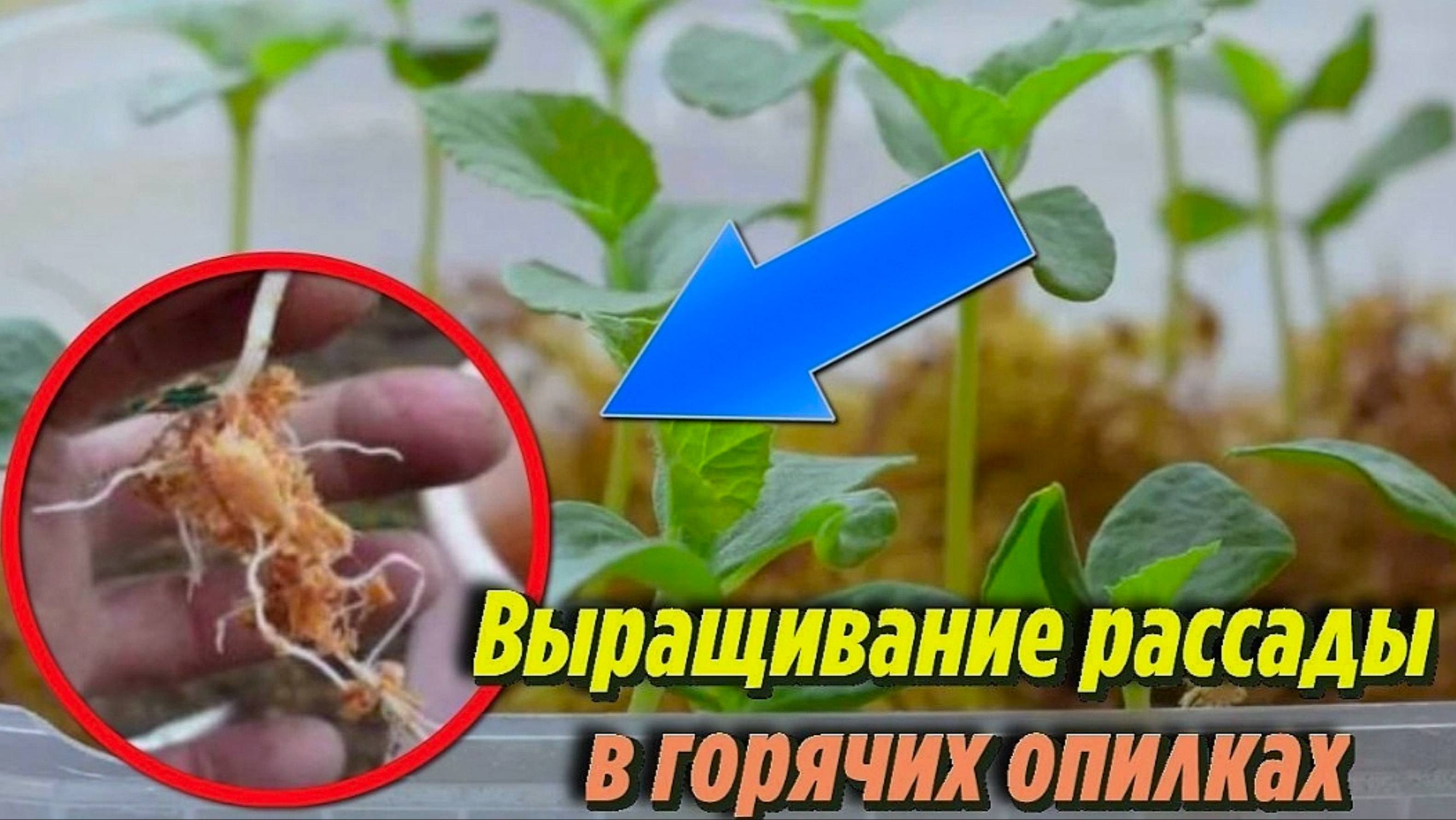 КАК ВЫРАСТИТЬ ОГУРЦЫ