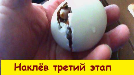 Наклёв инкубационного яйца