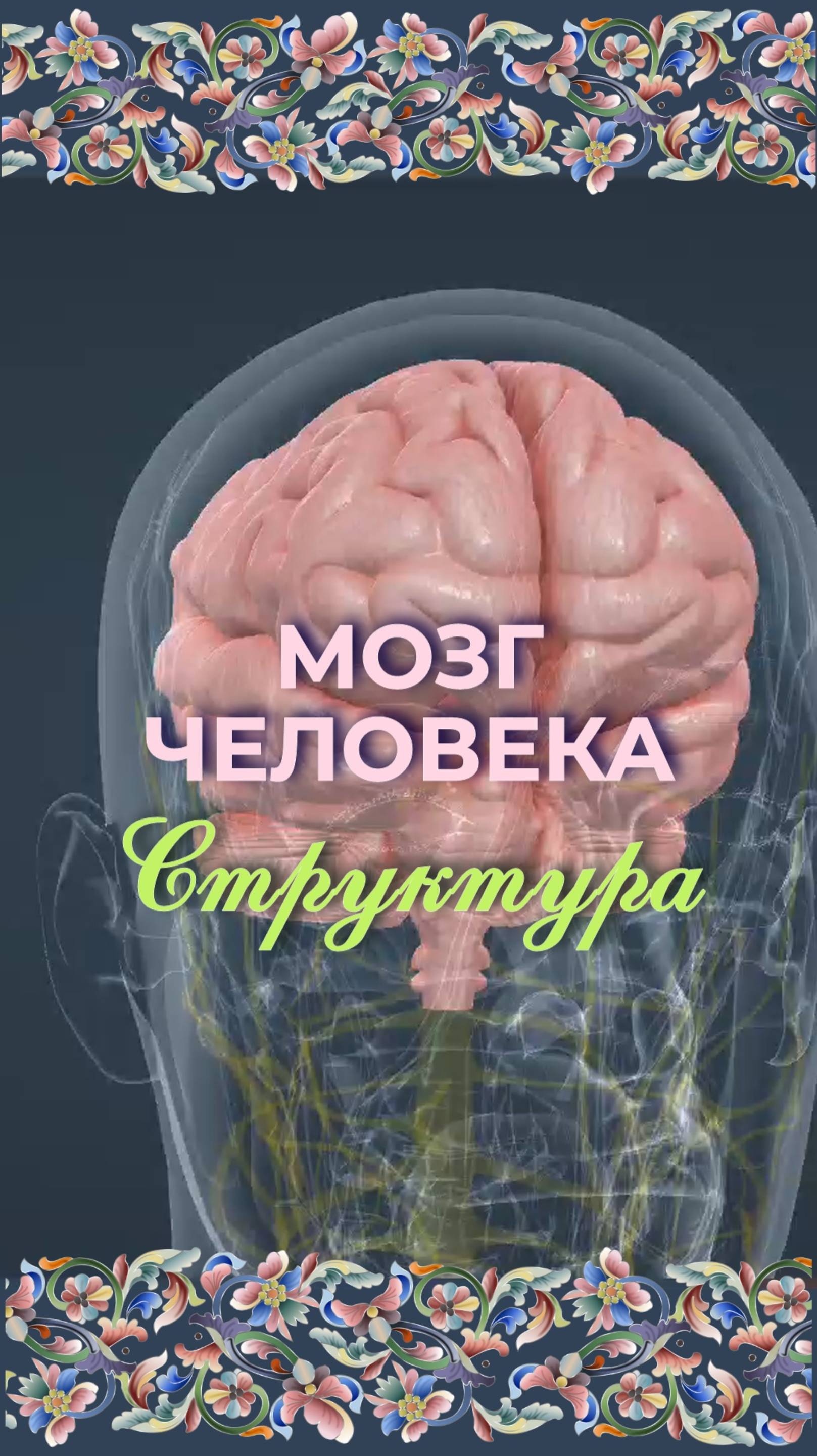 Мозговые структуры