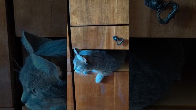 Там где не ступала лапа моя пушистая, туда она обязательно проберется!