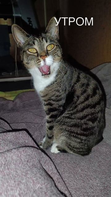 кошка умывается 😺