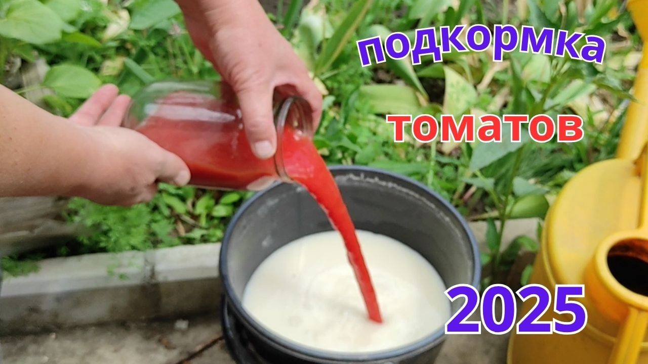Лучшая подкормка томатов после высадки в грунт. И помидоры Вам будут благодарны.