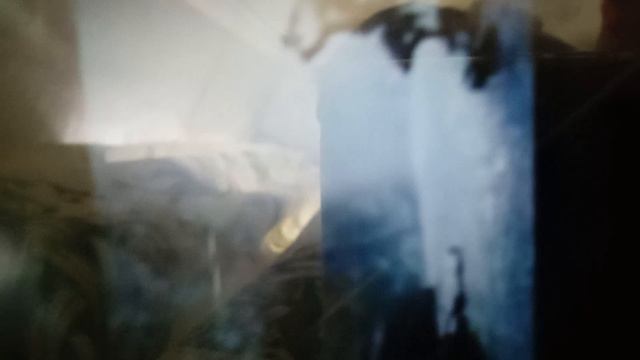 рыба моей мечты