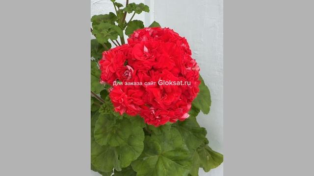 МальТа- Баронет 🌺🌺🌺