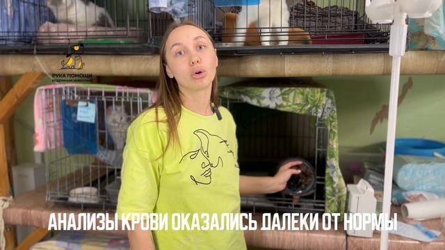 У Богемы хроническая болезнь почек. Поддержать⬇️