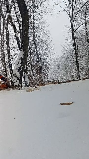ГОЛ!!! Валка лісу! STIHL 260