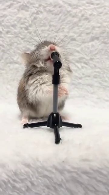 🐭.mp4