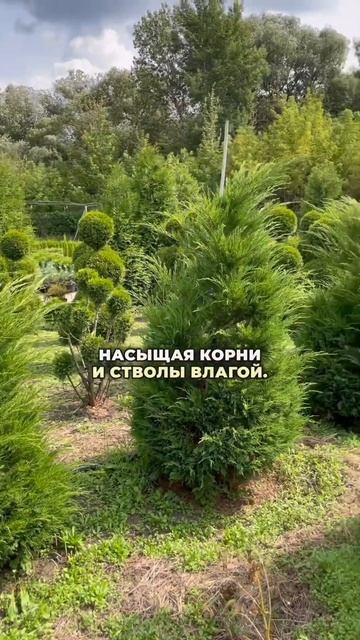 Как правильно подготовить деревья к зиме #сад #дача #ла