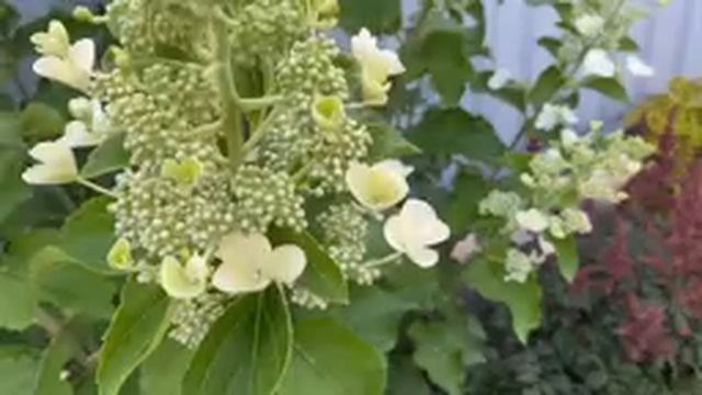 Волшебный_Мир_ГОРТЕНЗИЙОбзор_Ц56.mp4