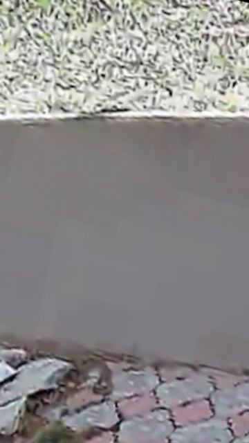 Один ломает куст для мамы другая чаю попить 🤦🏻♂️ высаживать не пробывали ???