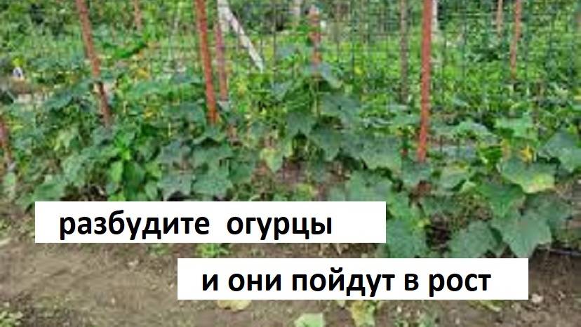РАЗБУДИТЕ ОГУРЦЫ И ОНИ МГНОВЕННО ПОЙДУТ В РОСТ// Что делать не растут огурцы