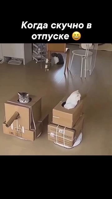 коты военные