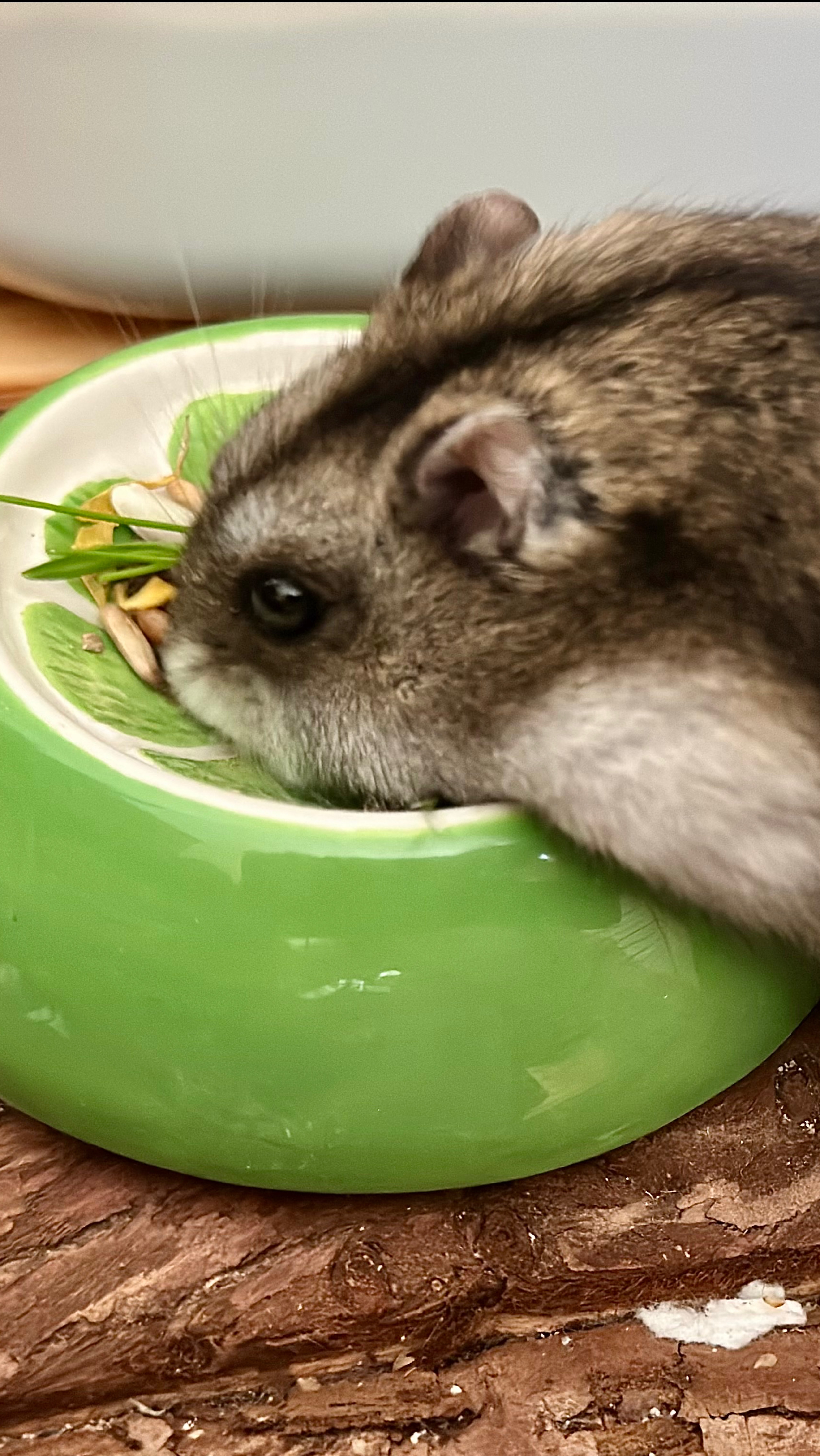 Голди , милый хомячОк 🐹
