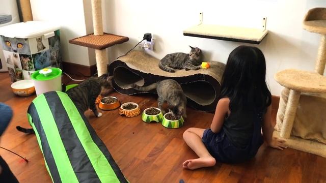 Лайк Настя (Like Nastya) - Котики пытались подружиться с Настей в Кошачьем Кафе
