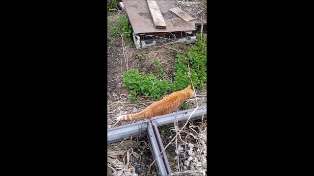 Кот. Фокс..