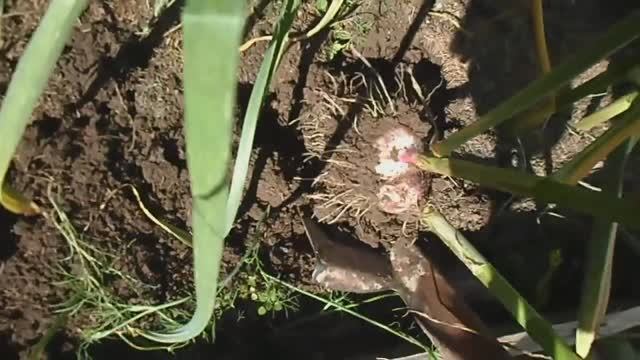 НЕЛЕГКОЕ ЭТО КРЕСТЬЯНСКОЕ ДЕЛО. ВЫКАПЫВАЮ КРУПНЫЙ ОЗИМЫЙ ЧЕСНОК